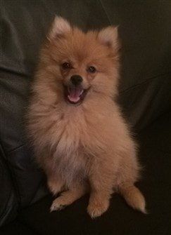 pomeranian-dog